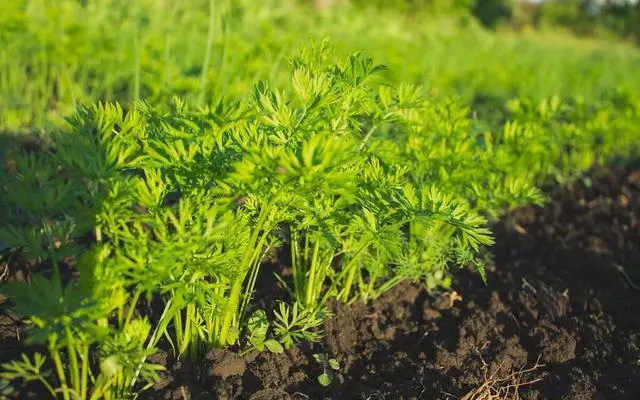 伏蘿卜不好種，得苗難是痛點，用上這三個技巧，可達成一播全苗